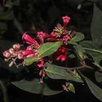 Cestrum elegans (Brongn. ex Neumann) Schltdl.